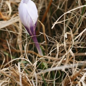 Photographie n°2347051 du taxon Crocus vernus (L.) Hill [1765]