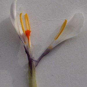 Photographie n°2347055 du taxon Crocus vernus (L.) Hill [1765]