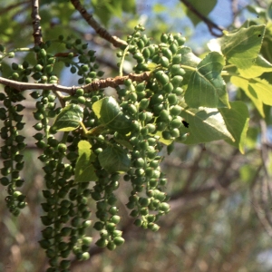 Photographie n°2347064 du taxon Populus nigra L. [1753]