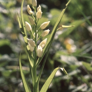 Photographie n°2347065 du taxon Cephalanthera longifolia (L.) Fritsch [1888]