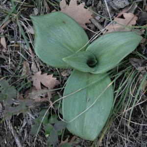 Photographie n°2347091 du taxon Himantoglossum hircinum (L.) Spreng. [1826]