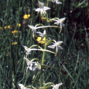 Photographie n°2347092 du taxon Platanthera bifolia (L.) Rich. [1817]