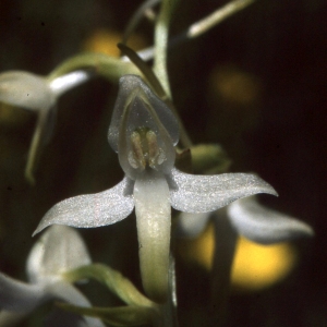 Photographie n°2347093 du taxon Platanthera bifolia (L.) Rich. [1817]