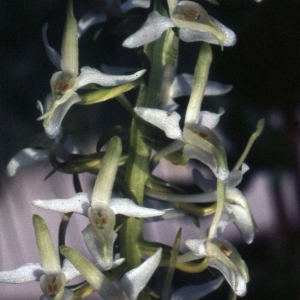 Photographie n°2347094 du taxon Platanthera bifolia (L.) Rich. [1817]