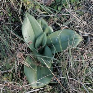 Photographie n°2347095 du taxon Himantoglossum hircinum (L.) Spreng. [1826]