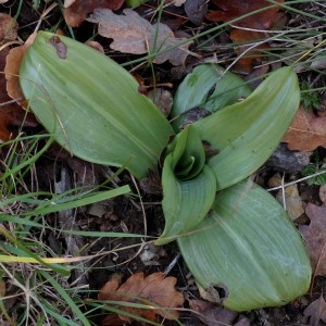 Photographie n°2347096 du taxon Himantoglossum hircinum (L.) Spreng. [1826]