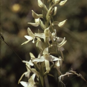Photographie n°2347100 du taxon Platanthera bifolia (L.) Rich. [1817]