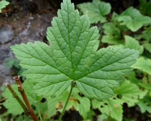 Alain Bigou, le 27 août 2019 (Lavigerie (Puy Mary))