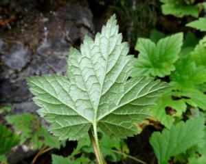 Alain Bigou, le 27 août 2019 (Lavigerie (Puy Mary))