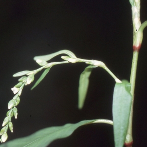 Polygonum mite Schrank (Renouée douce)