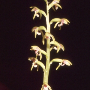 Photographie n°2347154 du taxon Corallorhiza trifida Châtel. [1760]