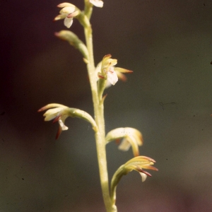 Photographie n°2347155 du taxon Corallorhiza trifida Châtel. [1760]