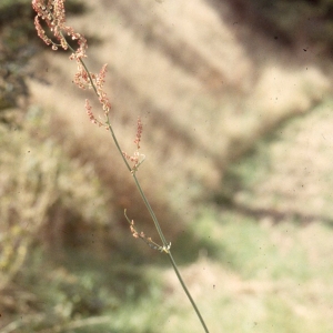 Rumex thyrsiflorus Fingerh. (Oseille à oreillettes)