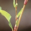  Liliane Roubaudi - Polygonum hydropiper subsp. megalocarpum Danser