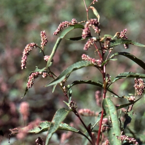 Persicaria hydropiper (L.) Delarbre (Poivre d'eau)