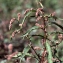  Liliane Roubaudi - Polygonum hydropiper subsp. megalocarpum Danser