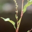  Liliane Roubaudi - Polygonum hydropiper subsp. megalocarpum Danser