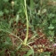  Liliane Roubaudi - Nigritella rubra Richt. [1890]