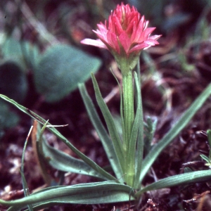 Nigritella nigra subsp. rubra (Richt.) Beauverd (Nigritelle rouge)