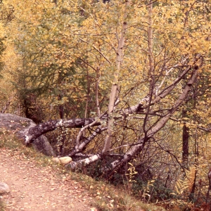 Photographie n°2347252 du taxon Betula pubescens Ehrh. [1791]