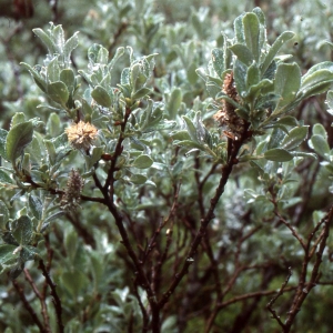 Photographie n°2347255 du taxon Salix lapponum L. [1753]