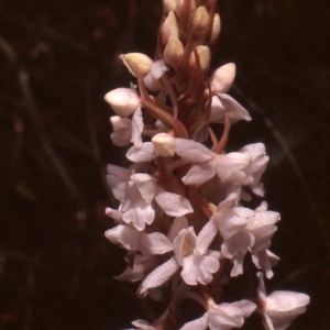 Photographie n°2347275 du taxon Gymnadenia conopsea (L.) R.Br. [1813]