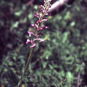 Photographie n°2347276 du taxon Gymnadenia conopsea (L.) R.Br. [1813]