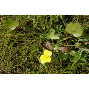 Ranunculus cordiger Viv. (Renoncule porte-coeur)