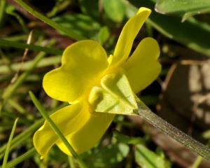 liliane Pessotto, le 24 avril 2019 (Gesturi (Giara di Gesturi))