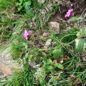 Photographie n°2347386 du taxon Silene dioica var. dioica 