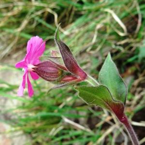 Photographie n°2347387 du taxon Silene dioica var. dioica 