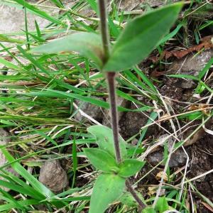 Photographie n°2347388 du taxon Silene dioica var. dioica 