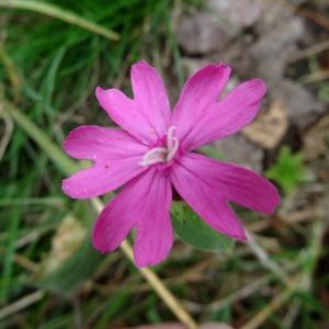 Photographie n°2347389 du taxon Silene dioica var. dioica 