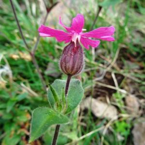 Photographie n°2347390 du taxon Silene dioica var. dioica 