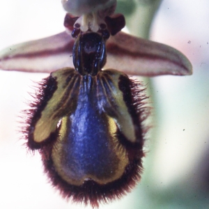 Photographie n°2347392 du taxon Ophrys speculum Link [1799]