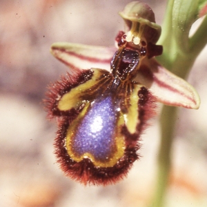 Photographie n°2347393 du taxon Ophrys speculum Link [1799]