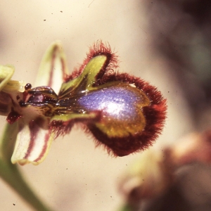 Photographie n°2347395 du taxon Ophrys speculum Link [1799]