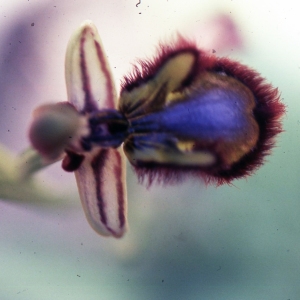 Photographie n°2347396 du taxon Ophrys speculum Link [1799]