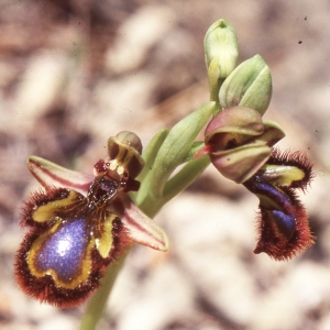 Photographie n°2347398 du taxon Ophrys speculum Link [1799]