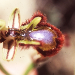 Photographie n°2347399 du taxon Ophrys speculum Link [1799]