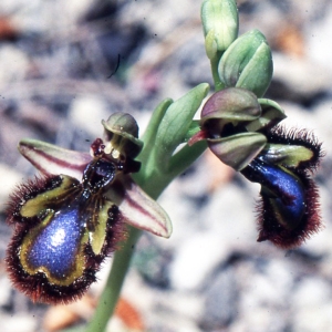 Photographie n°2347400 du taxon Ophrys speculum Link [1799]