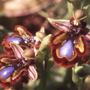 Photographie n°2347402 du taxon Ophrys speculum Link [1799]