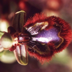 Photographie n°2347404 du taxon Ophrys speculum Link [1799]