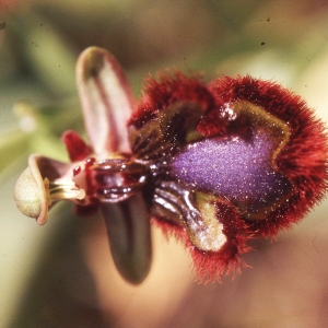 Photographie n°2347405 du taxon Ophrys speculum Link [1799]
