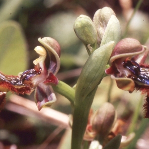 Photographie n°2347406 du taxon Ophrys speculum Link [1799]