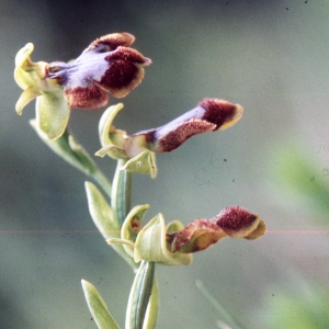 Ophrys ×chobautii B.Tyteca & D.Tyteca (Ophrys de Chobaut)