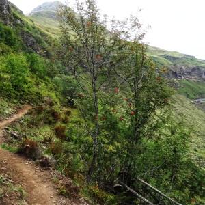  - Sorbus aucuparia subsp. aucuparia 