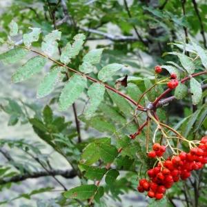 Photographie n°2347433 du taxon Sorbus aucuparia subsp. aucuparia 