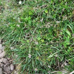 Photographie n°2347445 du taxon Genista sagittalis L.