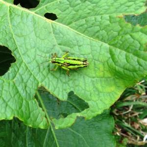 Photographie n°2347450 du taxon Rumex alpinus L. [1759]
